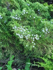 Juniperus horizontalis