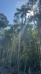 Pseudophoenix sargentii