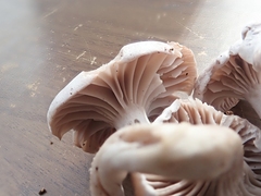 Asterophora parasitica
