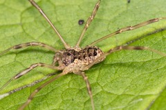 Oligolophus tridens