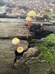 Mycena crocata