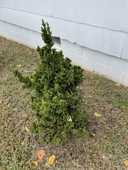 Ilex cornuta