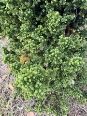 Ilex cornuta