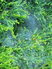 Juniperus horizontalis