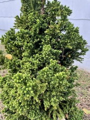 Ilex cornuta