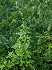 Chenopodium album