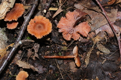 Laccaria striatula