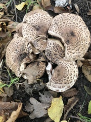 Agaricus bisporus