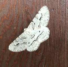 Stenoporpia pulmonaria