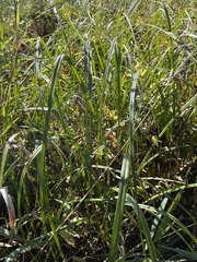 Carex lacustris