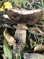 Agaricus bisporus