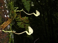 Aristolochia