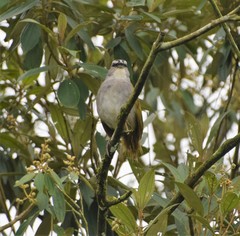 Arremonops conirostris