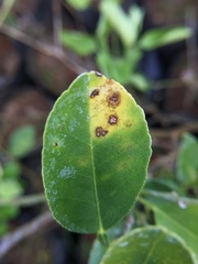 Pseudocercospora angolensis