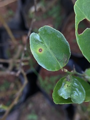 Pseudocercospora angolensis