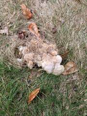 Bondarzewia berkeleyi