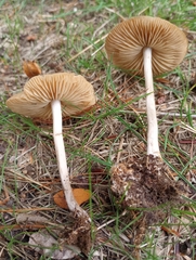Marasmius nigrodiscus
