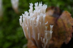 Artomyces pyxidatus