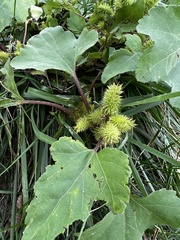 Xanthium