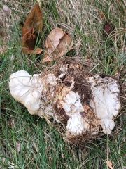 Bondarzewia berkeleyi