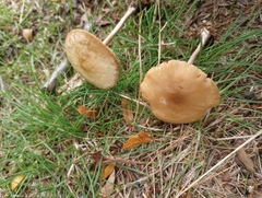 Marasmius nigrodiscus