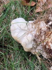 Bondarzewia berkeleyi