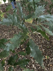 Quercus × comptoniae