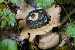 Geastrum triplex