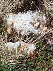 Bondarzewia berkeleyi