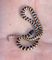 Homoroselaps lacteus