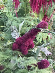 Amaranthus caudatus
