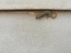 Mediodactylus oertzeni