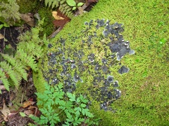 Peltigera praetextata