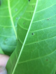 Procontarinia mangiferae