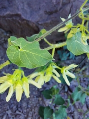 Polystemma cordifolium