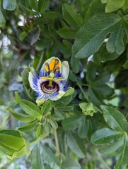Passiflora caerulea