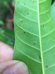 Procontarinia mangiferae