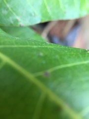 Procontarinia mangiferae