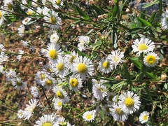 Erigeron annuus