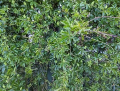 Passiflora caerulea