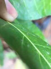 Procontarinia mangiferae
