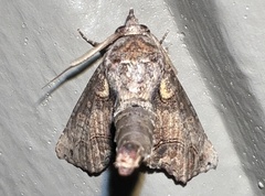 Paectes abrostoloides