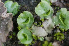Lunularia cruciata