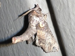 Paectes abrostoloides