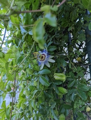 Passiflora caerulea