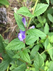 Scutellaria galericulata