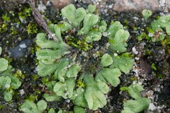Riccia glauca