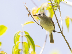 Nesotriccus incomtus