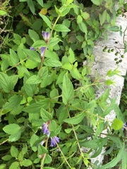 Scutellaria galericulata