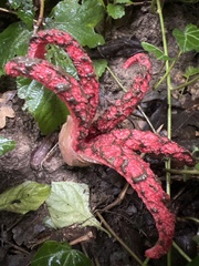 Clathrus archeri